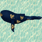 Midi whale